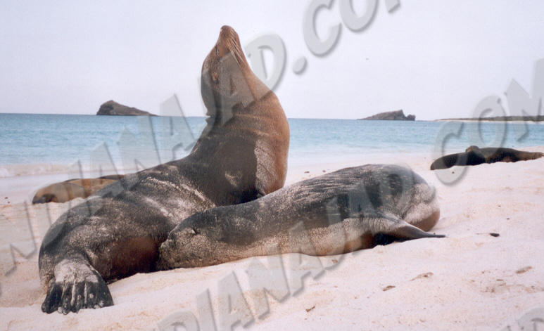 Galapagos - Île Española