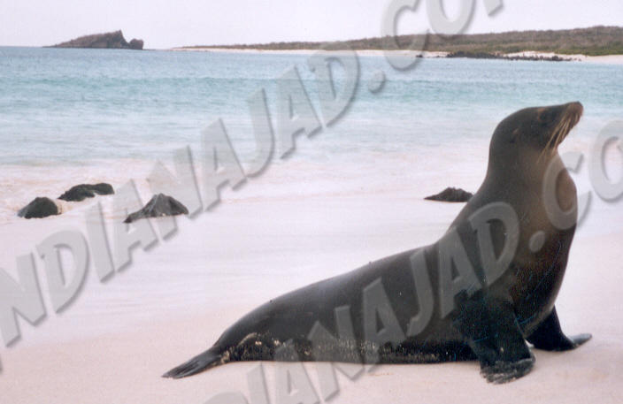 Galapagos - Île Española