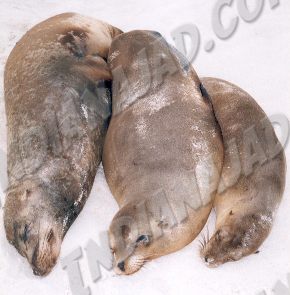 Galapagos - Île Española