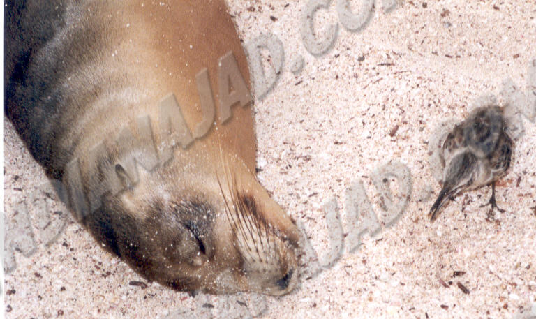 Galapagos - Île Española