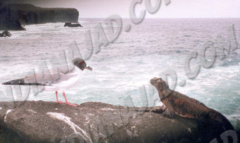Galapagos - Île Española