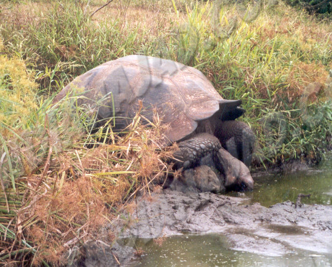 Galapagos - Île Santa Cruz