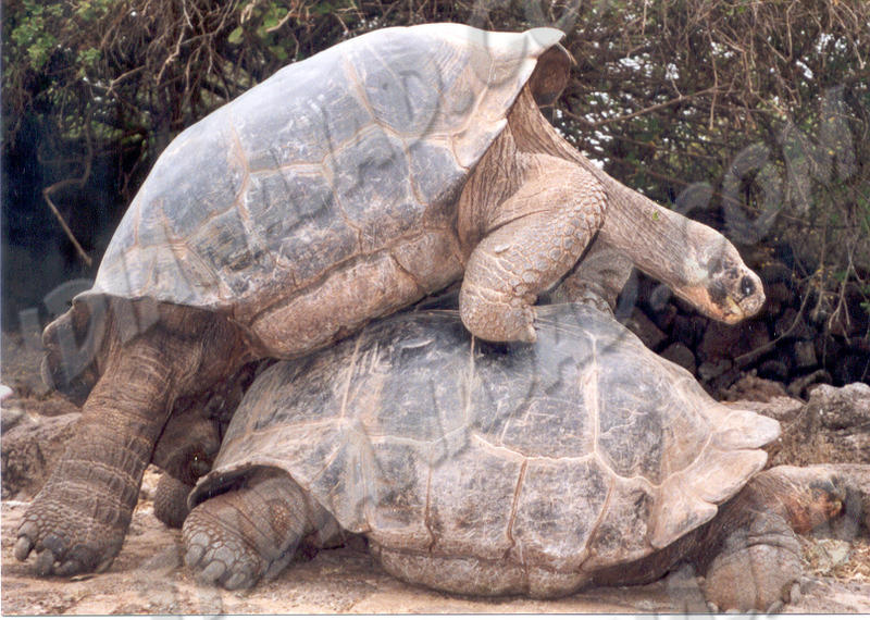 Galapagos - Fond. C. Darwin