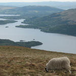 Écosse - Loch Lomond