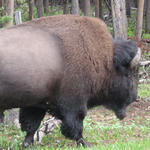 Wyoming - Yellowstone
