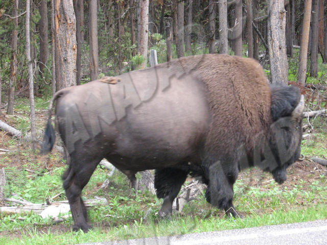 Wyoming - Yellowstone