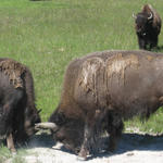 Wyoming - Yellowstone