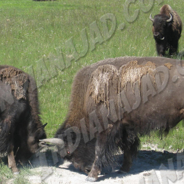 Wyoming - Yellowstone