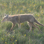 Wyoming - Yellowstone