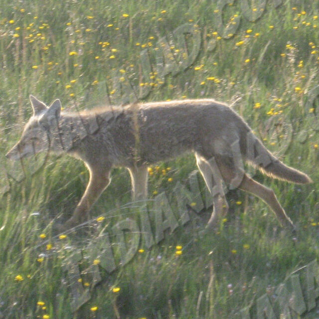 Wyoming - Yellowstone