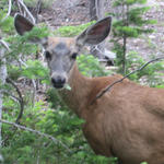 Wyoming - Grand Teton
