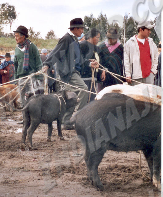 Saquisili