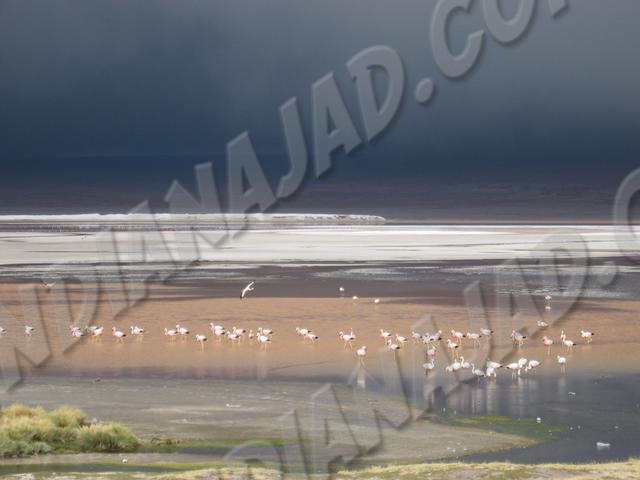 Sud-Ouest - Laguna Colorada