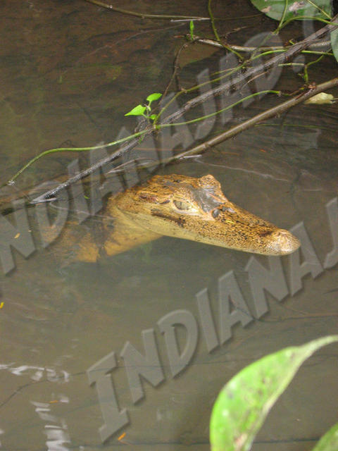 Tortuguero