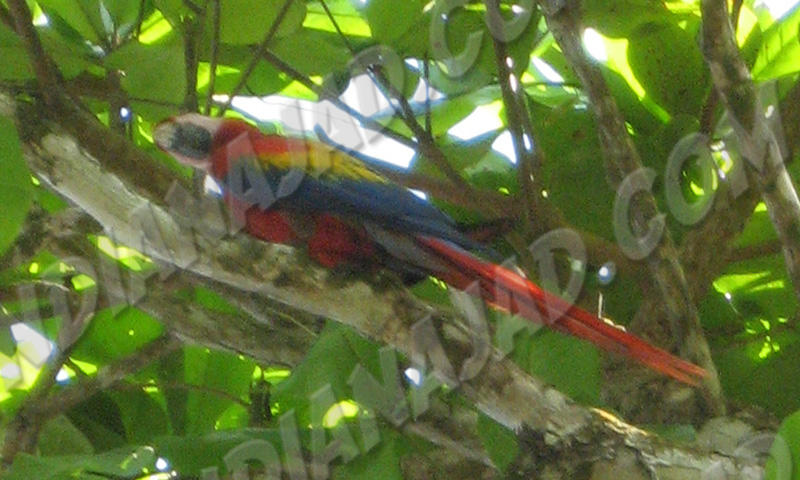 Bahia Drake