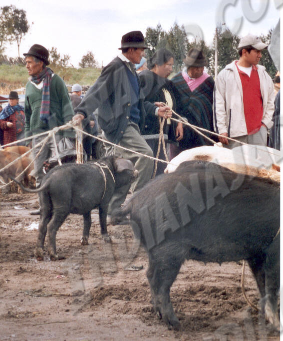 Saquisili