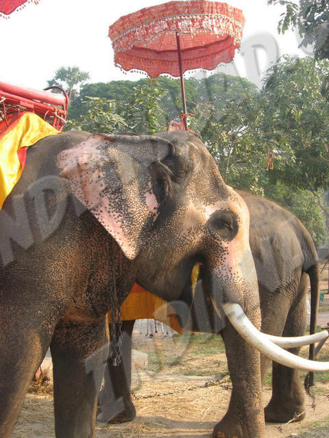 Ayuthaya