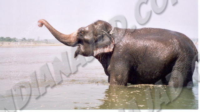 Sauraha