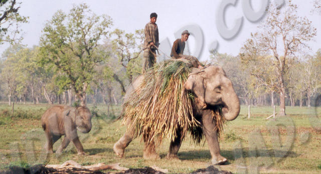 Sauraha