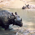 Parc de Chitwan
