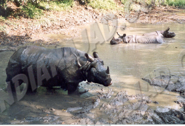 Parc de Chitwan