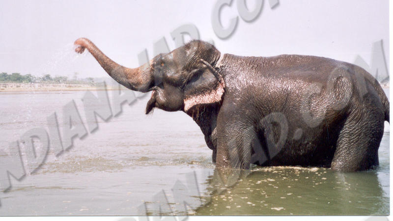 Sauraha