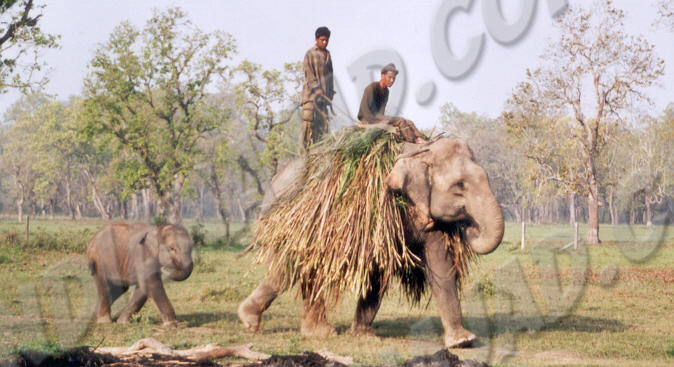 Sauraha