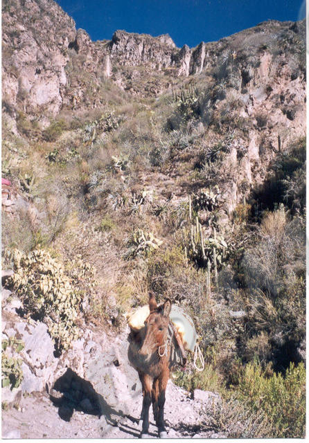 Cañon del Colca