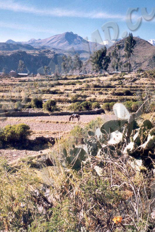 Cabanaconde