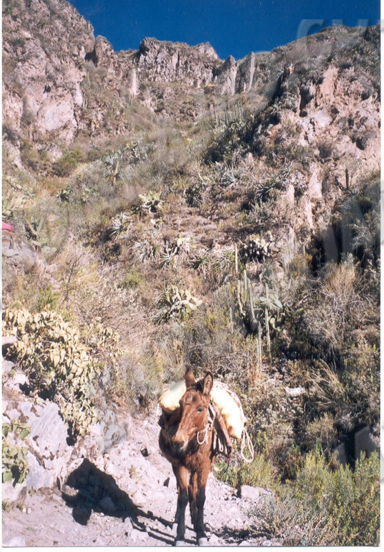 Cañon del Colca
