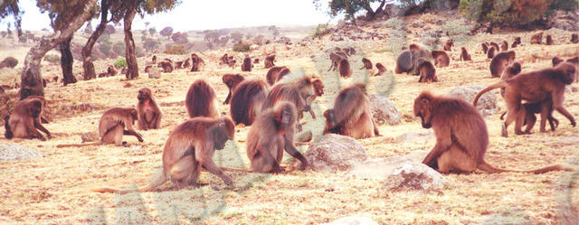 Mont Simien