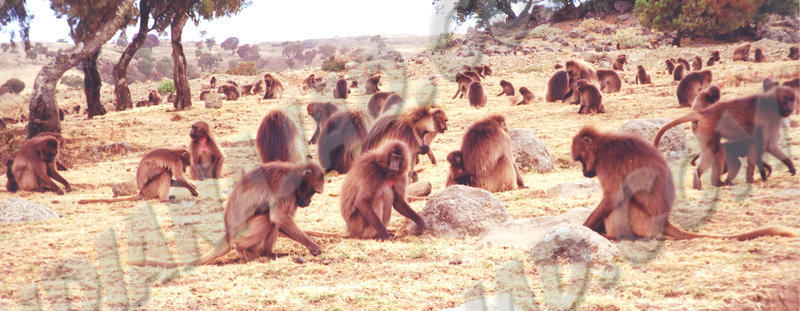 Mont Simien