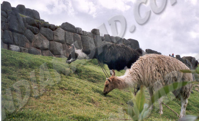 Cuzco