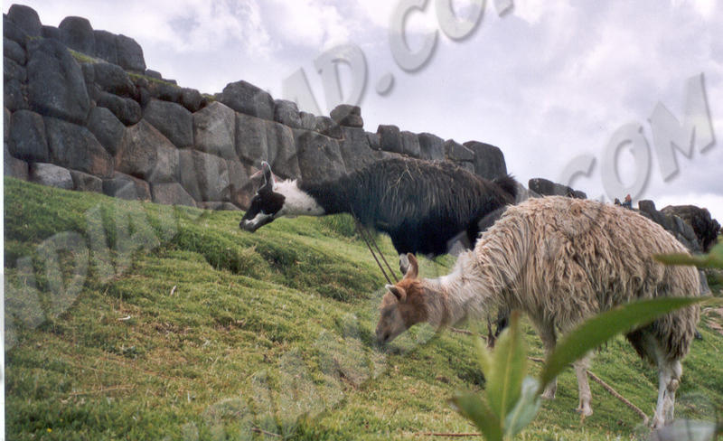 Cuzco