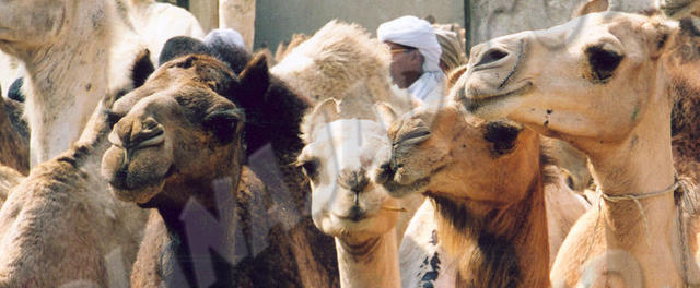 Le Caire