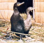 Lac Titicaca - Uros