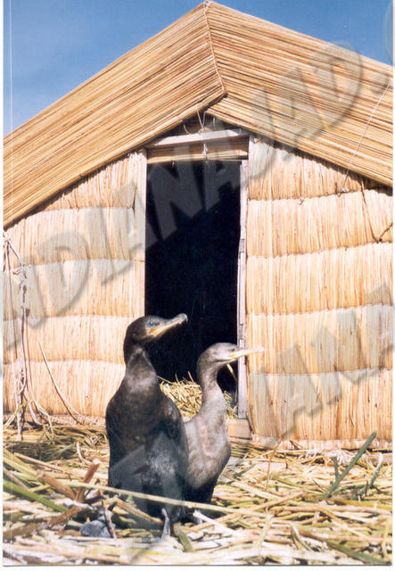 Lac Titicaca - Uros