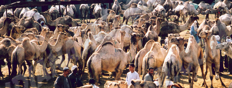 Le Caire