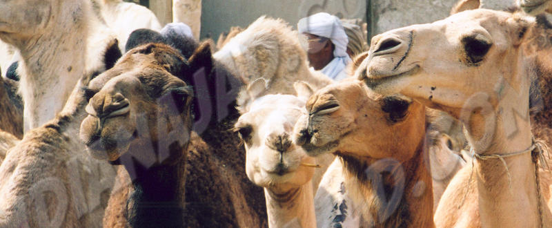 Le Caire