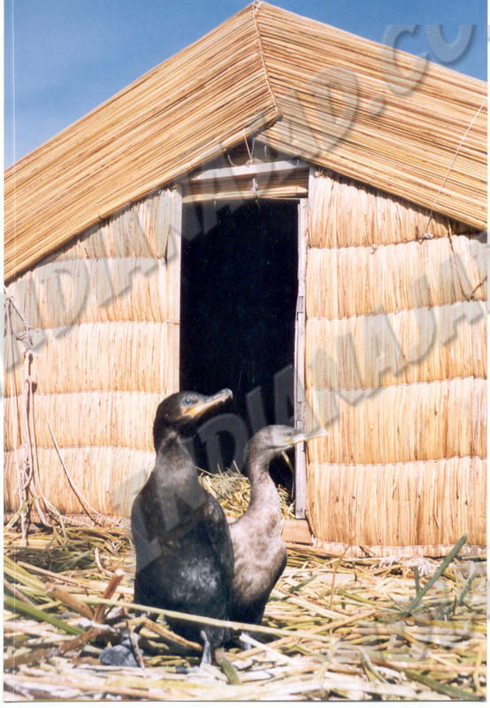 Lac Titicaca - Uros