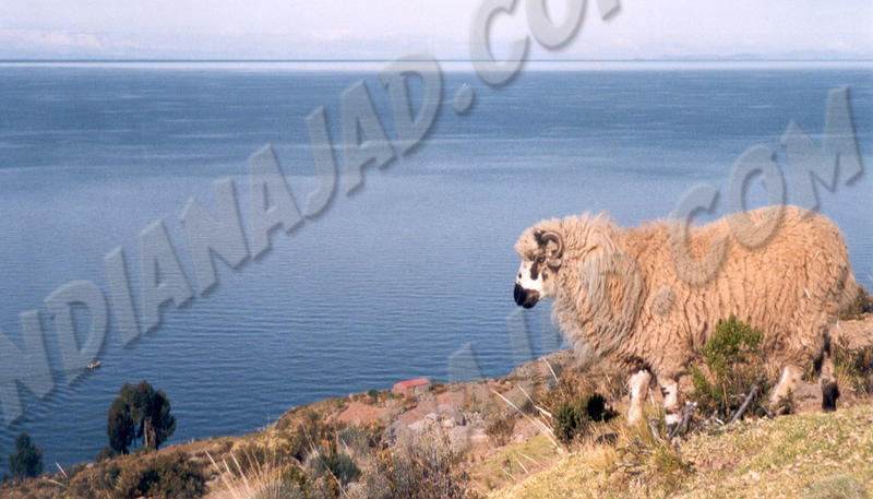 Lac Titicaca - Taquile