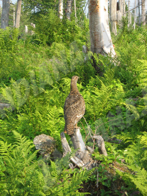 Terre-Neuve - Gros-Morne