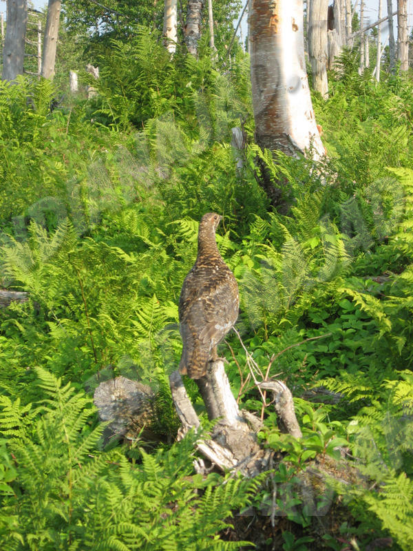 Terre-Neuve - Gros-Morne