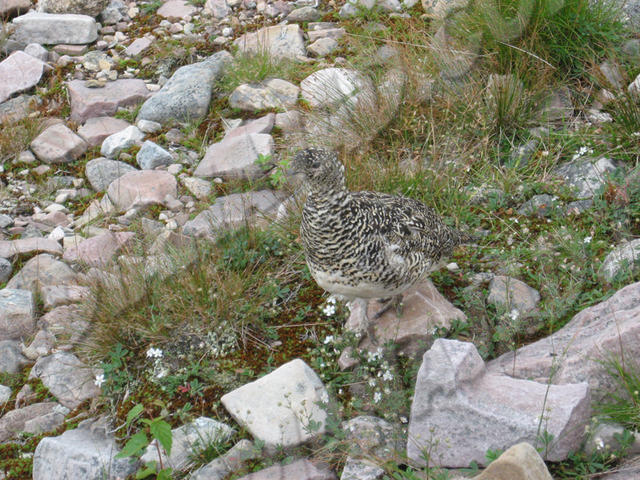 Terre-Neuve - Gros-Morne