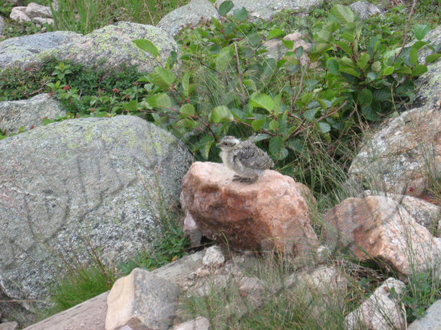 Terre-Neuve - Gros-Morne