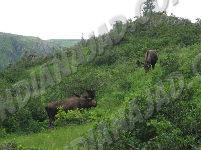 Terre-Neuve - Gros-Morne