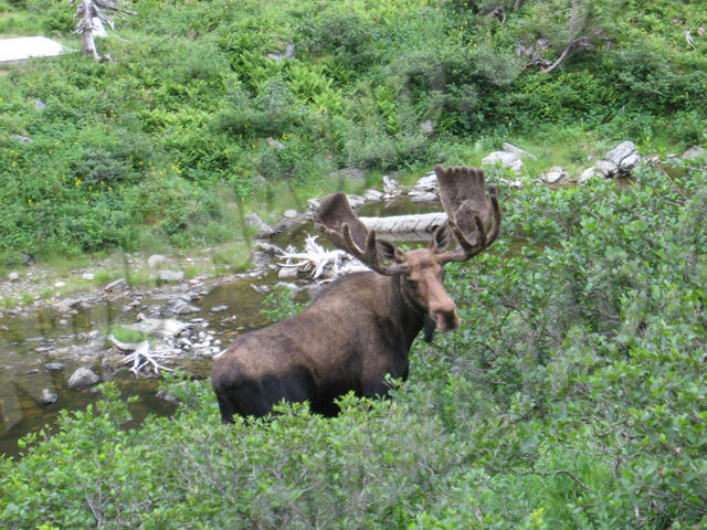 Terre-Neuve - Gros-Morne