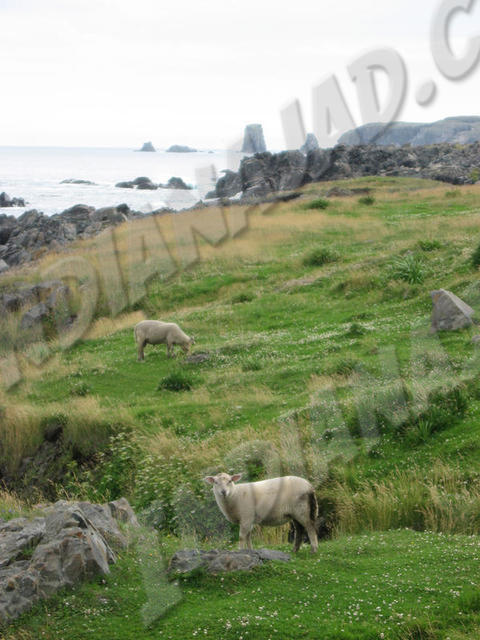 Terre-Neuve - Cap Bonavista