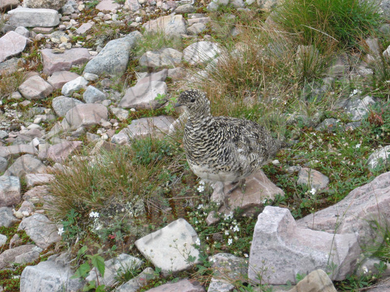 Terre-Neuve - Gros-Morne