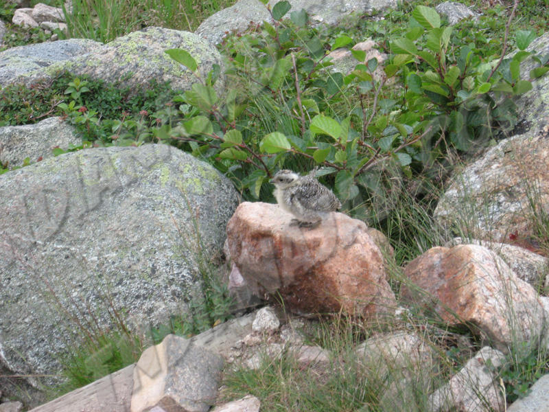 Terre-Neuve - Gros-Morne